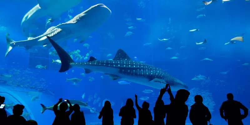 Sydney Aquarium