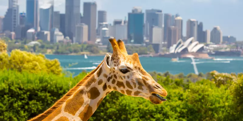 Taronga Zoo Sydney Austrália